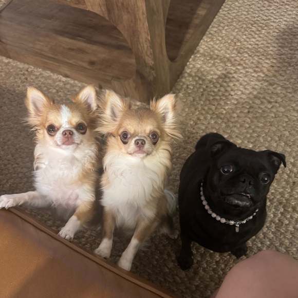 chihuahualover2